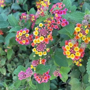 Meet your Posher, Jacqueline